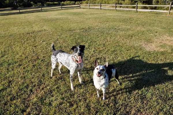 Tait Terrace Dog Park